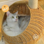 Arbre à chat dinosaure - Design ludique | DinoCat